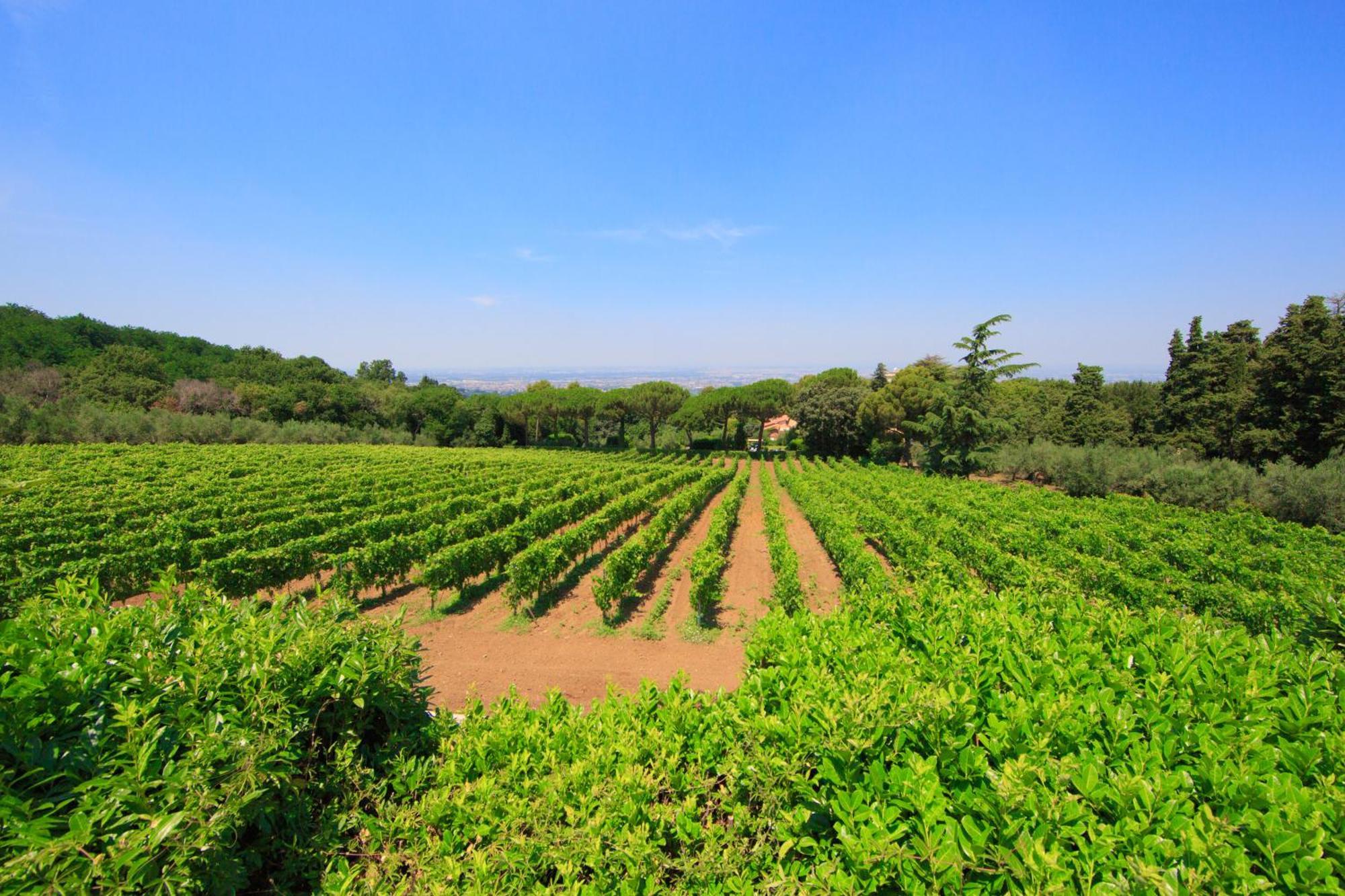 Frascati Country House Grottaferrata Eksteriør bilde